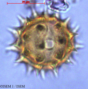 Espeletia - lame n° 29037